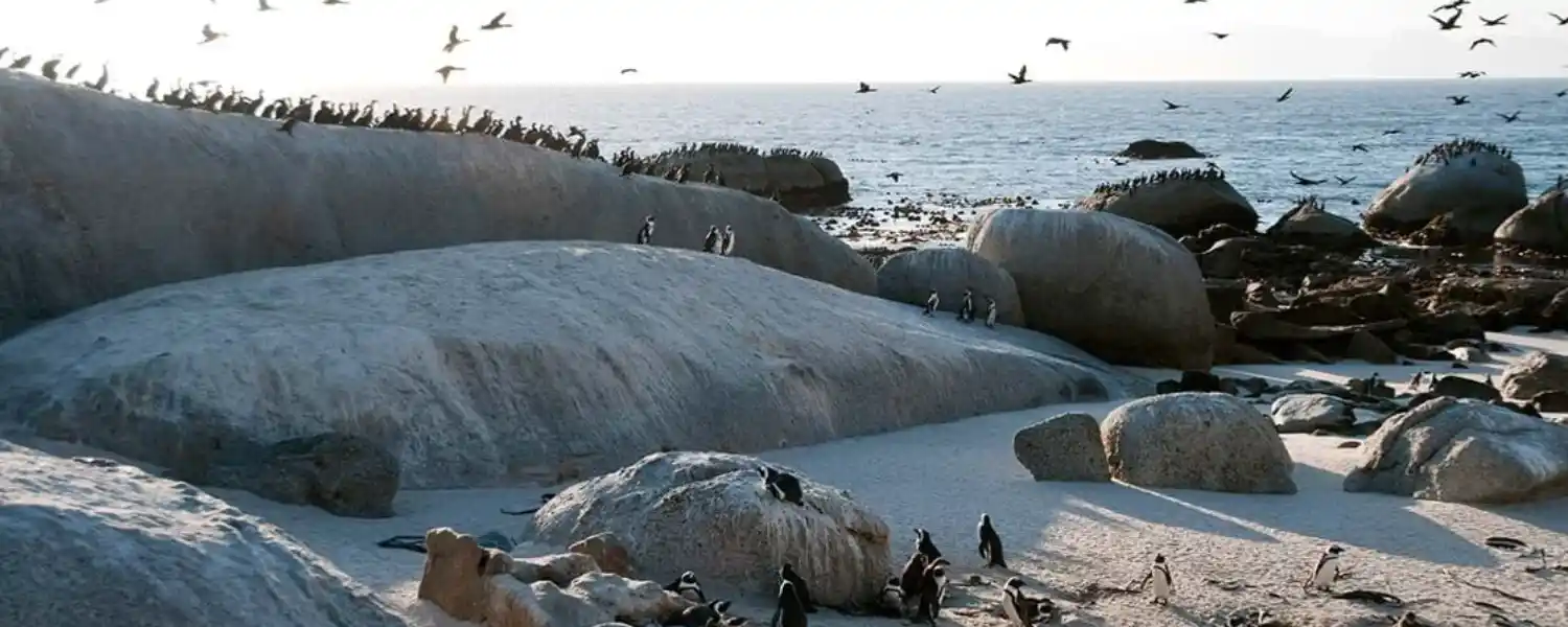 Essence of South Africa-1